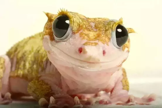 6377222807431562604456382