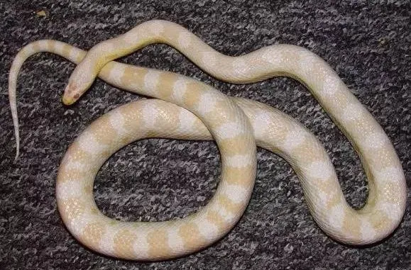 6377222807437617137969707