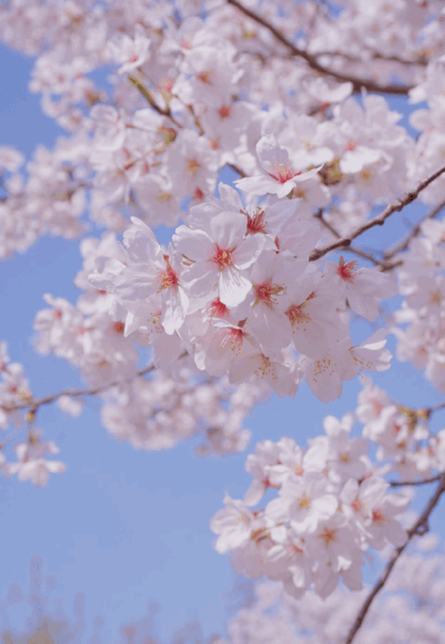 6378829188914666867388339